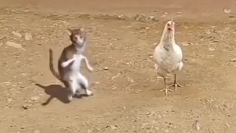 cats funny dance #funny #funnyvideo #entertainment #enjoy #dance