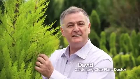Cupressus Goldcrest