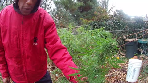 Columbian Sativa harvest in the Snow!