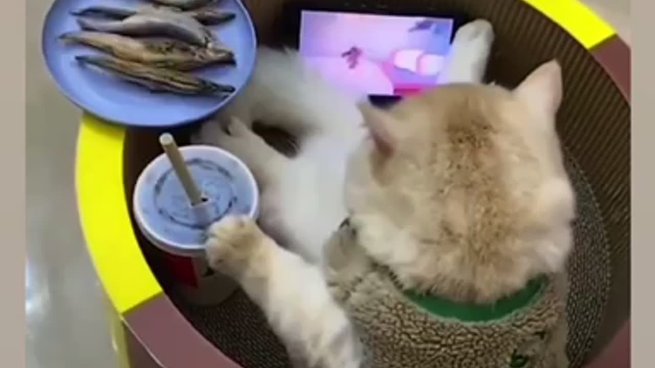 A Lazy cute cat watching cartoon