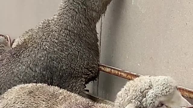 he really wants to park there