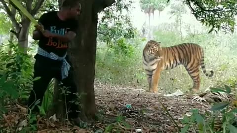 #man#beat#tiger#funny#🤣😂