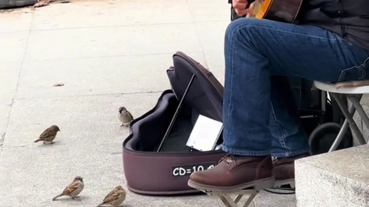 Birds Gather Around Guitarist