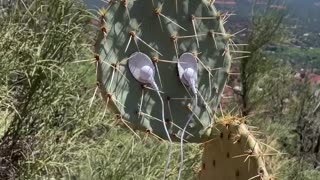 Cactus Music