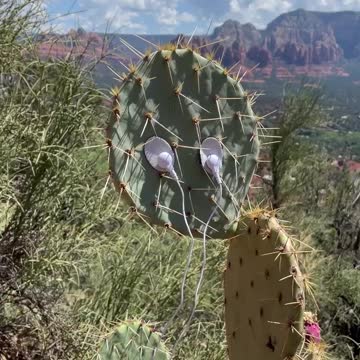 Cactus Music