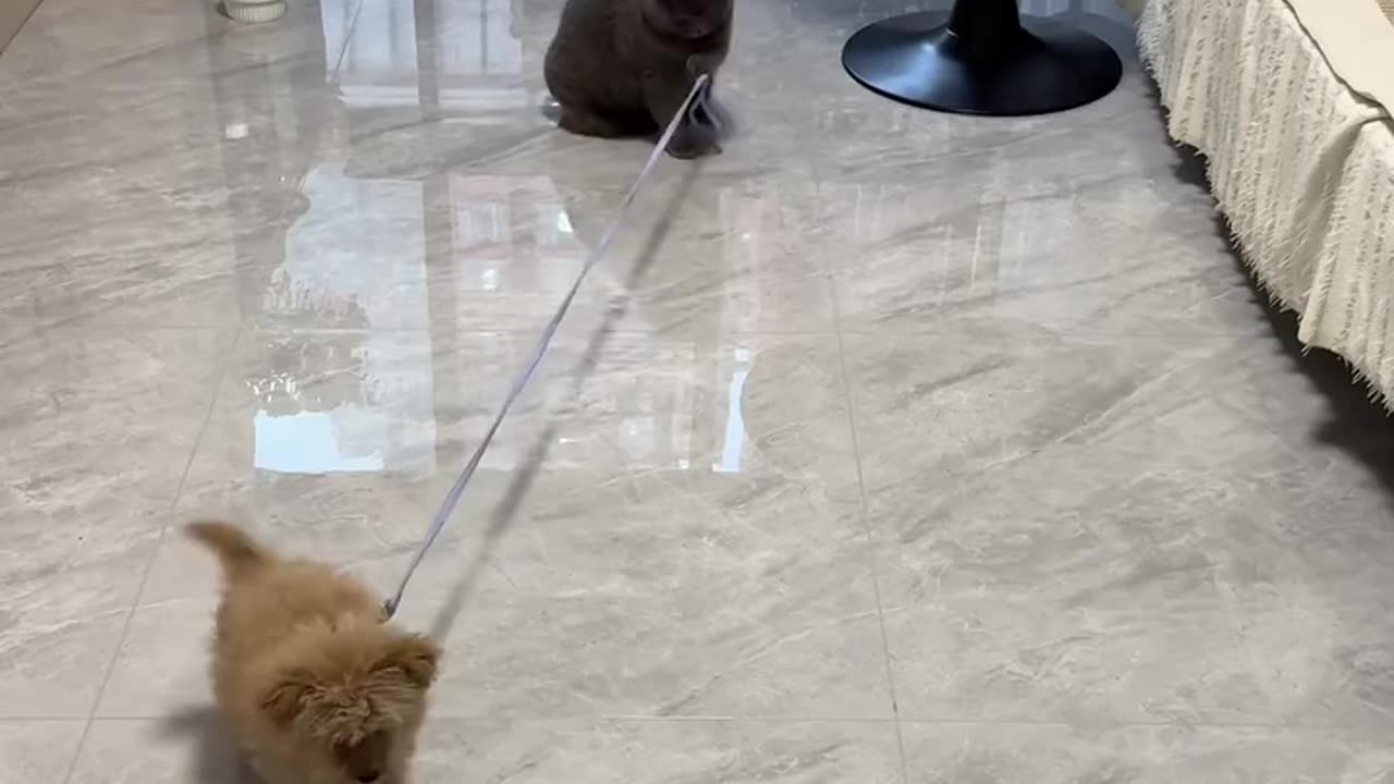 Funny Cat & Dog