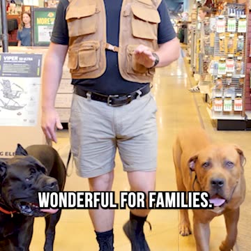 Is the Boerboel Right for You?