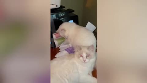 Mischief of two cats with a printing machine