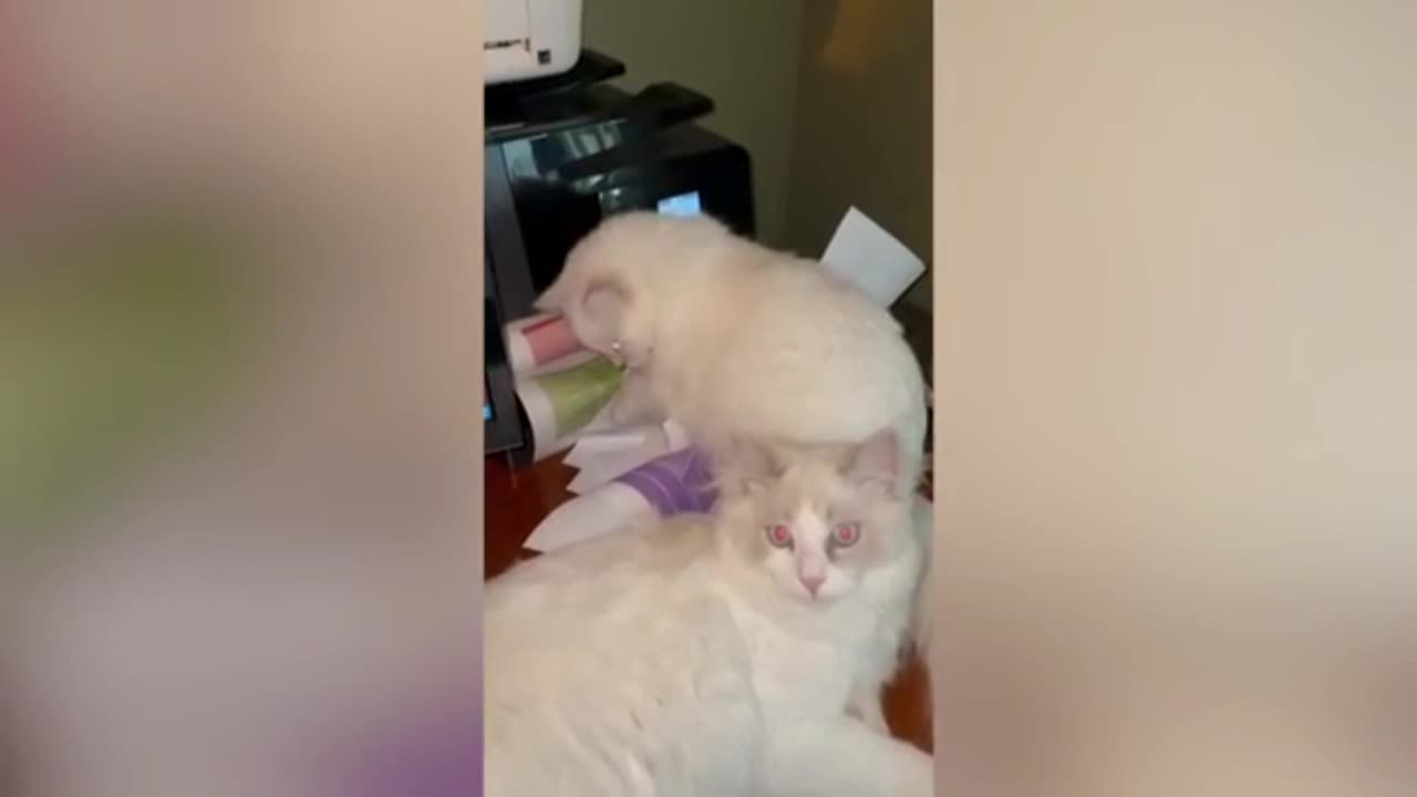 Mischief of two cats with a printing machine