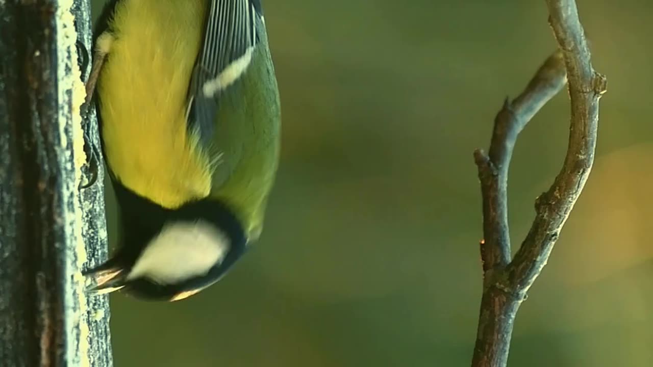 The great tit bird on a manger # bird #nature