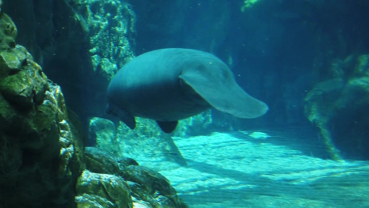Manatee Aquarium ocean fish