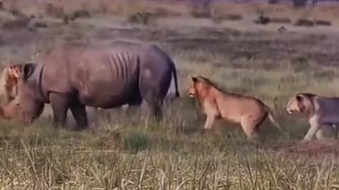 #wild #wildlife #animal #animals #nature #wildnature #fyp #foryou #viral #lion #rhino