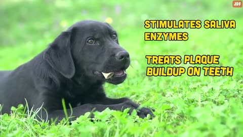 16 Ways You Are Hurting Your Dog Without Realizing