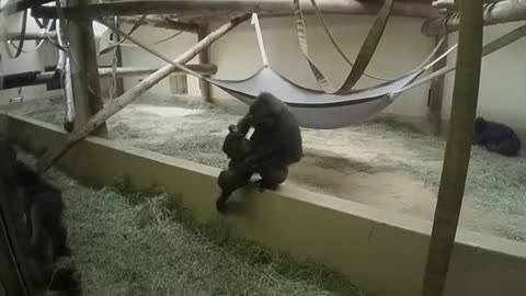 Silverback gorilla breaks up fight