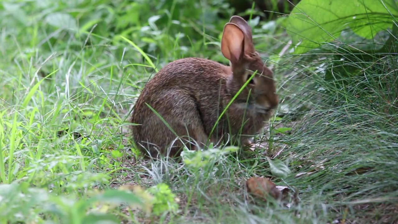 Rabbit watching where he is