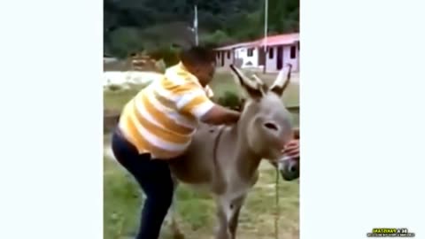 گدھا سواری | Donkey Ride