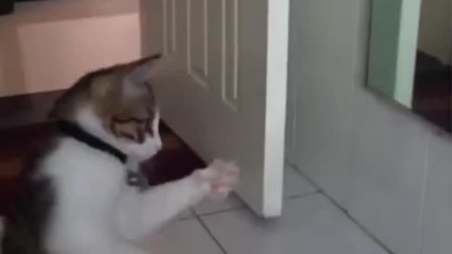 Funny Cats and Dogs Videos 😺🐶 Funniest Animals 2023 😂 Part 6