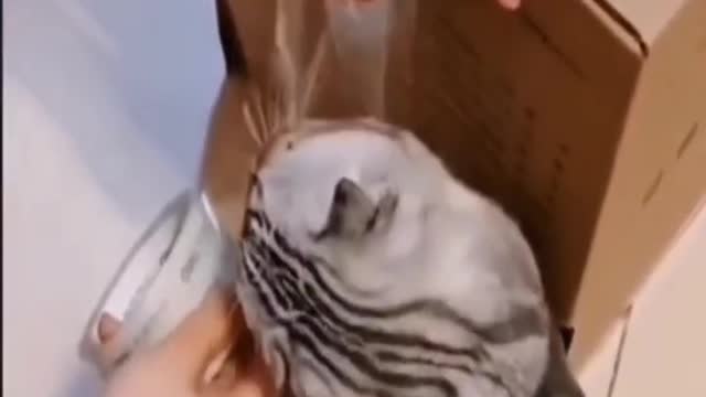 Funniest animals🐱In tiktok 😂 Funny and Fails Pets Video