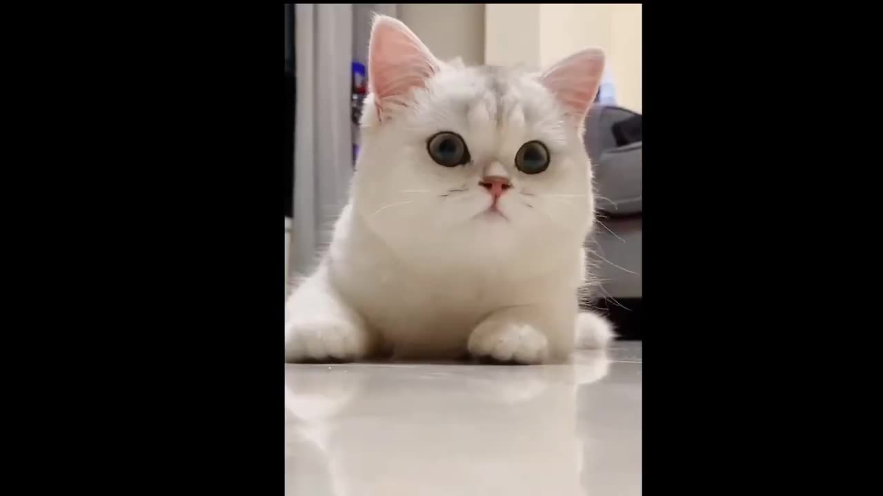 Baby Cats - Cute Funny Cat Videos __ Cat Videos compilation _2023 __ _17(720P_HD)