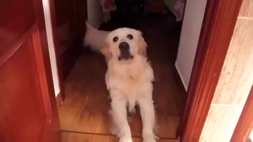 My Sweet Dog After Sleep [Best Compilation]