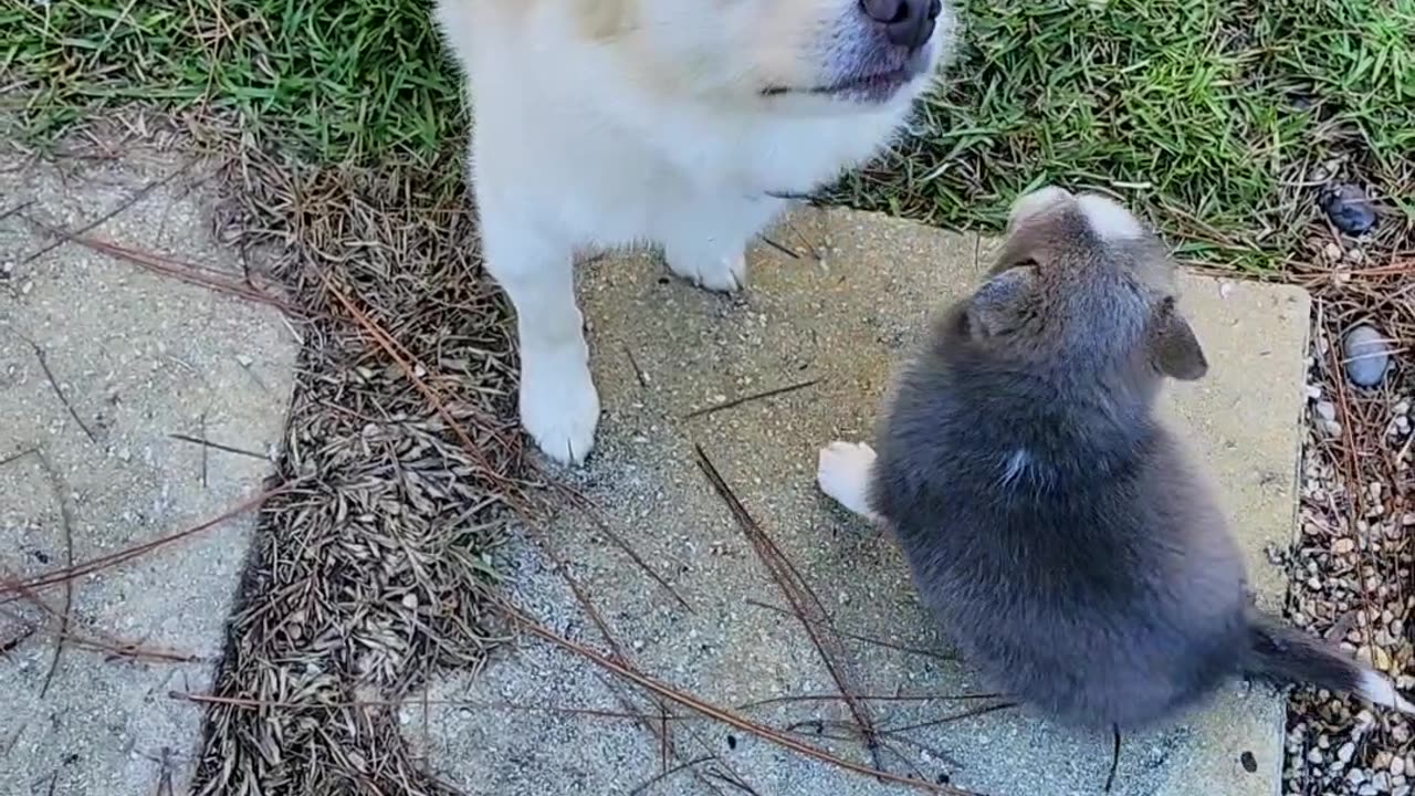 Pomskies at Play