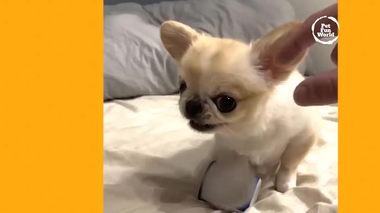 Funniest videos of pets