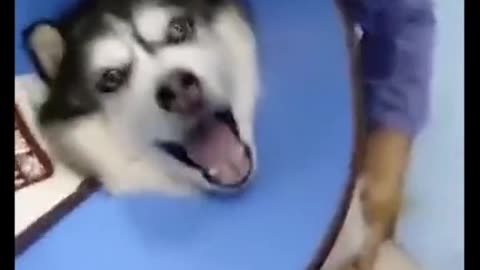Animal World - Best Funny Animals Videos 2023 #2