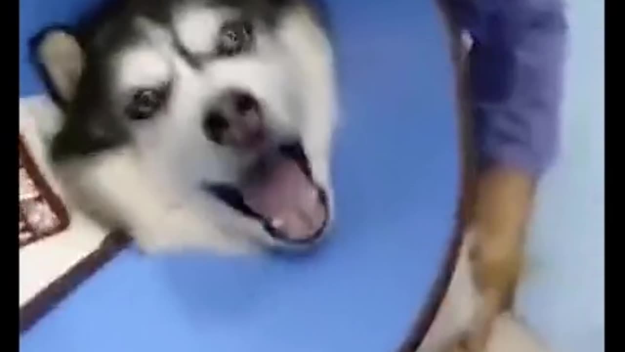 Animal World - Best Funny Animals Videos 2023 #2
