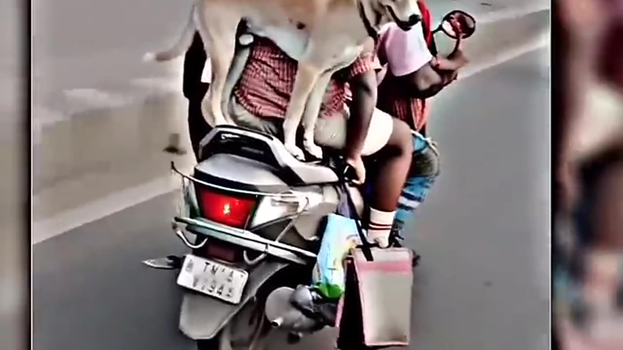 True friend love dog 🐕🐶