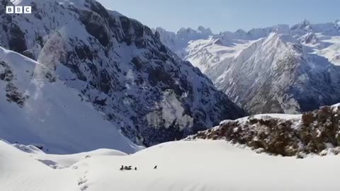 Playtime for Young Kea Birds | Frozen Planet II | BBC Earth