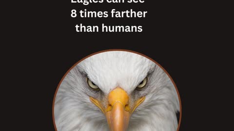 Amazing Facts about birds