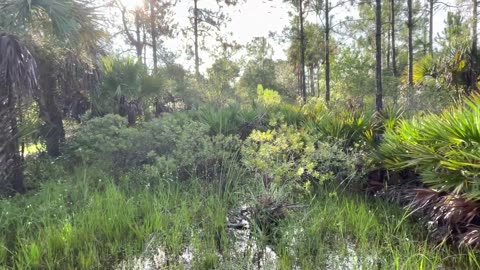 Florida Wild Hog hunt with Cane Corso and friends. Dog hunt on foot