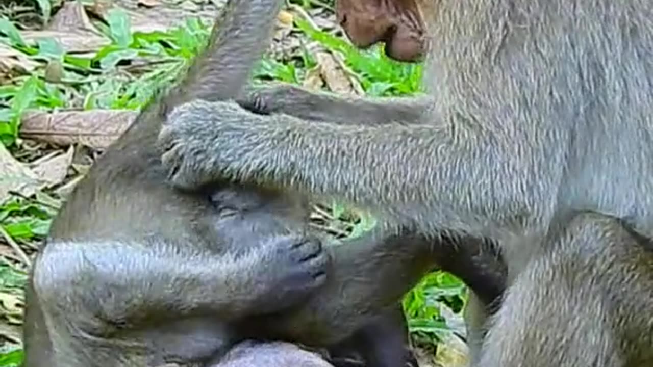 How funny this small monkey make moving like adult style on tiny baby monkey???