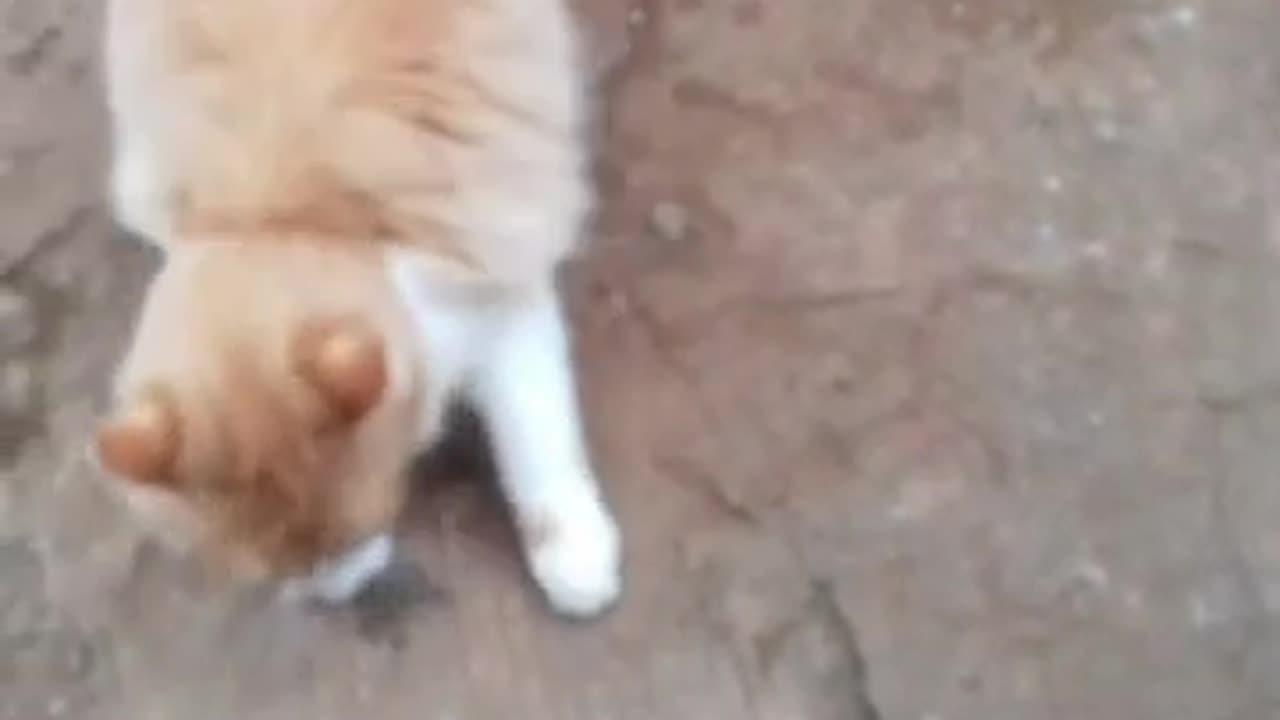 Cat fighting