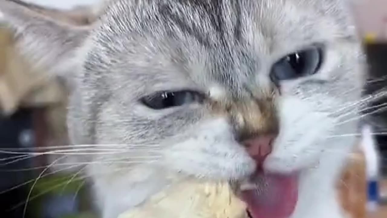 Eating asmr#asmr #foryou #fyp #eating #cat #pet #ReTokforNature #food #top