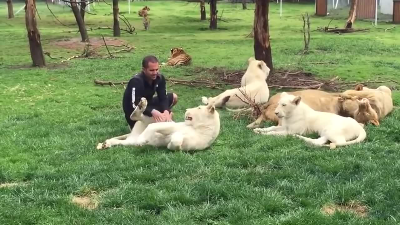 Tiger Saves Man From A Leopard Attack