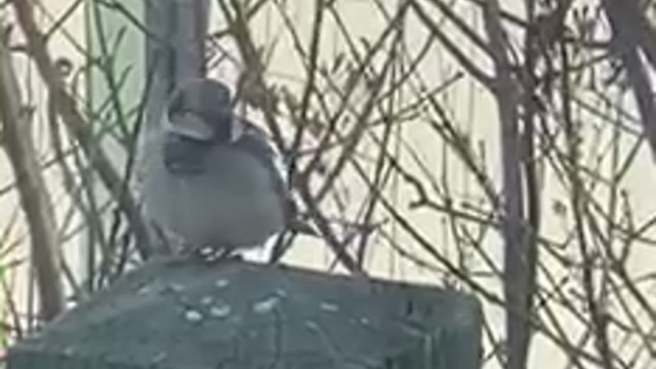 #shorts - #bird scratching an itch in the rear while chirping, #sparrow #birds