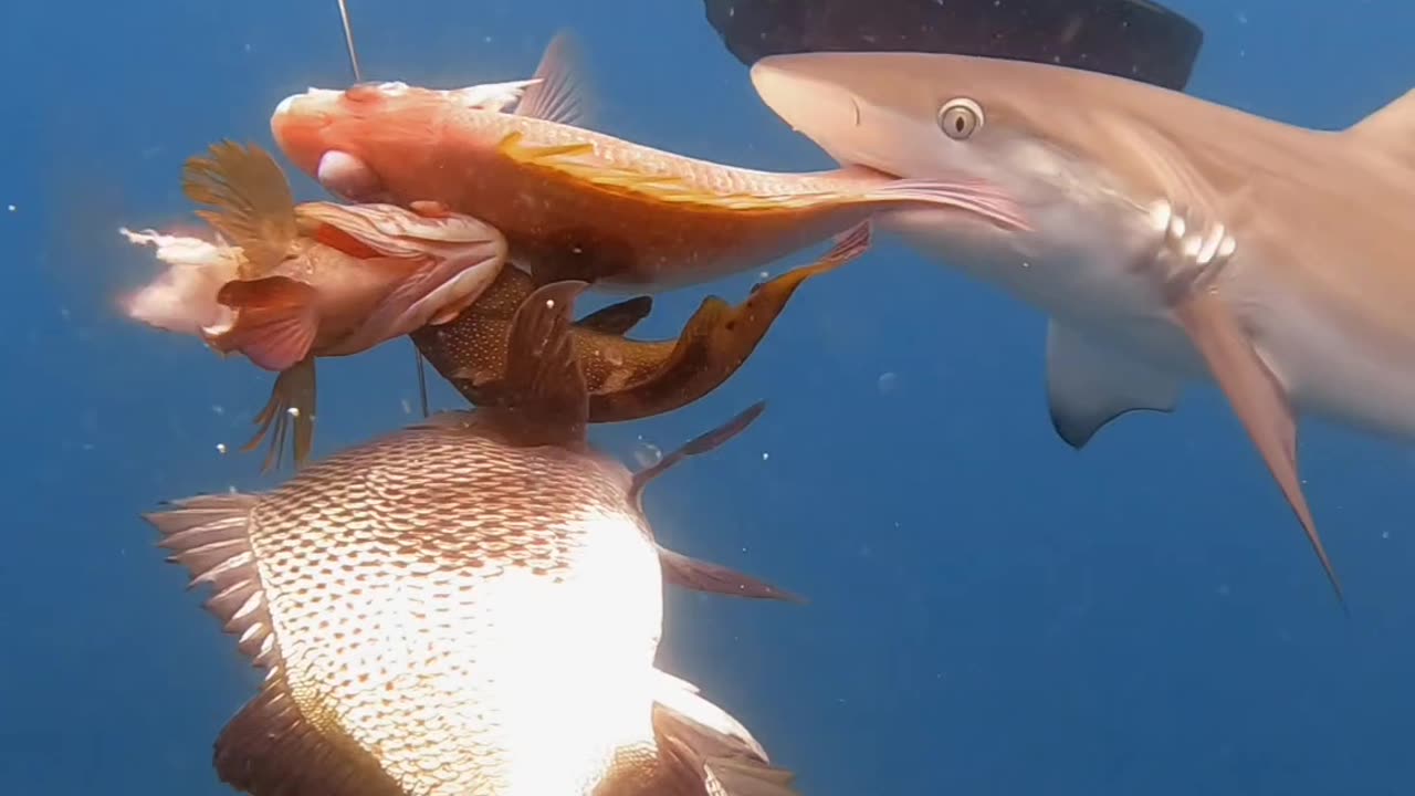 Shark Swiping His Portion of the Catch