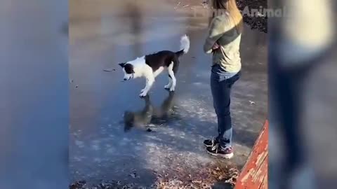 Funny Animal Videos 2023 😂 - Funniest Dogs And Cats Videos 😺😍#1