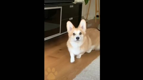 Funny dog