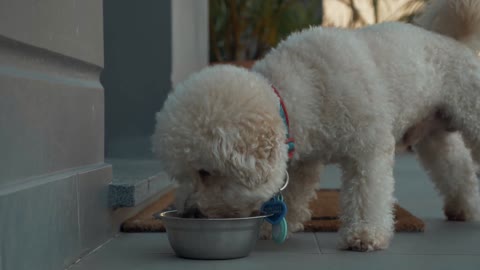 coverr a white dog eats food from a bowl 1080p