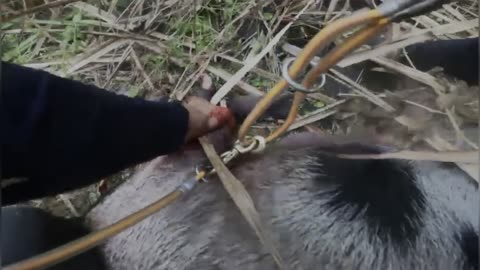 Guest joins us on Exciting Dog Hunt to remove the invasive Wild Hogs ⁄ Boar