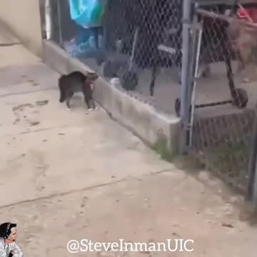 Tough Street Cat
