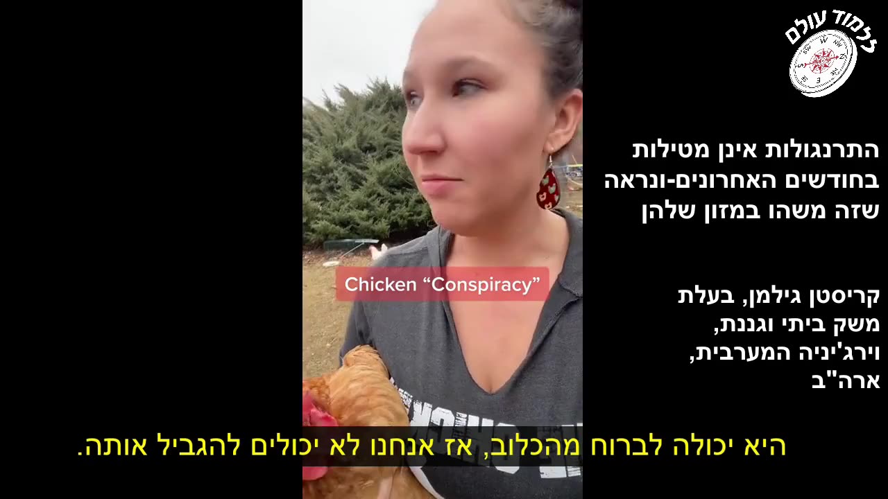 chicken conspiracy?: its the feed- chickens haven't laid eggs since september- heres why!