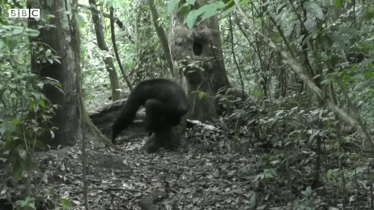 Humans and wild apes share common sign language, study finds