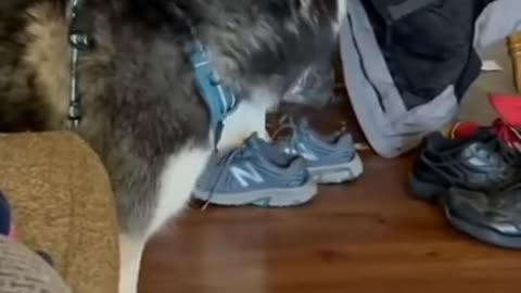 Vídeos graciosos de animales