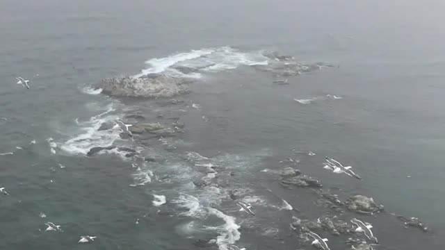 A Video of Birds Hovering Over the Coastal Area