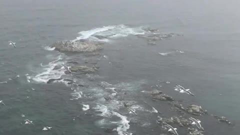 A Video of Birds Hovering Over the Coastal Area