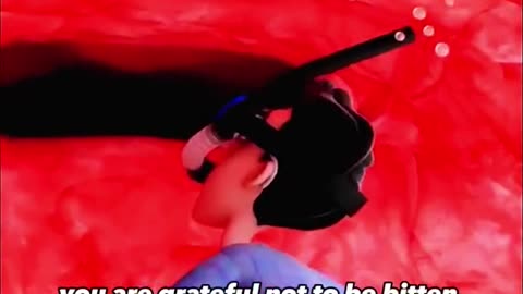 What Happens When You Get Eaten By A Whale?