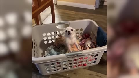 Funniest Animals Video - Best Cats😹 and Dogs🐶 Videos of 2023 !